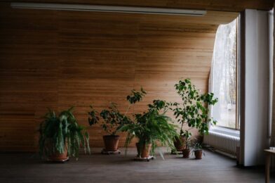 Indoor jungle trend: kamerplanten als natuurlijke airconditioning
