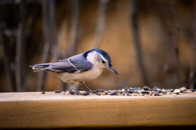 Maak je eigen vogelvriendelijke decoraties voor een levendige tuin
