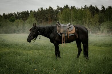 Paardendecoraties met vintage flair voor een rustieke uitstraling