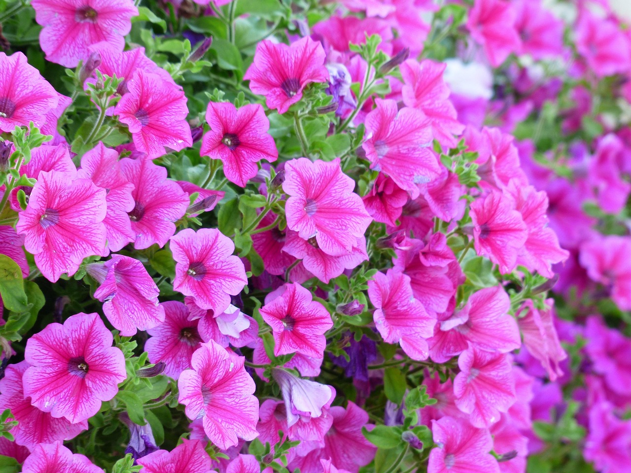 Kleurrijke bloempotten versterken zomerse balkonvibes. Kleurrijke bloempotten versterken zomerse balkonvibes.