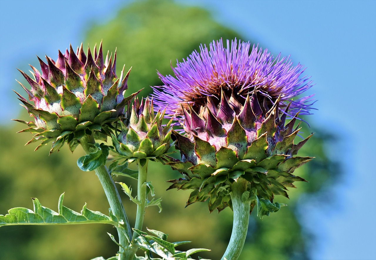 Eetbare paarse bloemen met groene bladeren. Eetbare paarse bloemen met groene bladeren.