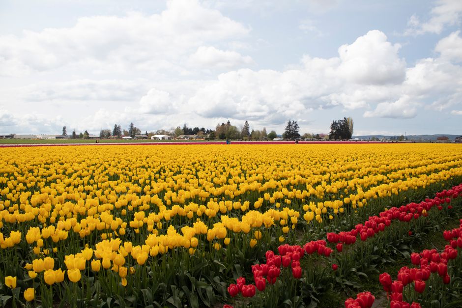 Verschillende kleuren eetbare bloemen in bloei. Verschillende kleuren eetbare bloemen in bloei.