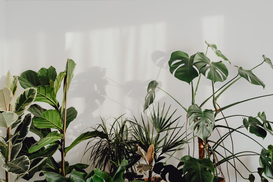 Kamerplant sansevieria absorbeert schadelijke stoffen huis. Kamerplant sansevieria absorbeert schadelijke stoffen huis.