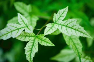 Weerbestendige tuinposters: stijl en duurzaamheid voor elke buitenruimte
