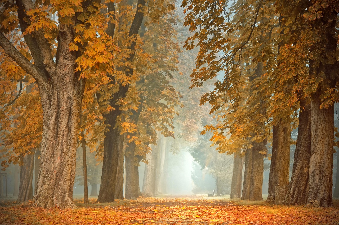 Verschillende geurkaarsen naast knus plaid en herfstbladeren. Verschillende geurkaarsen naast knus plaid en herfstbladeren.