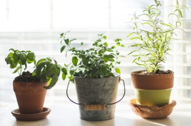 Planten als herfstrituelen: Creëer een indoor kruidentuin
