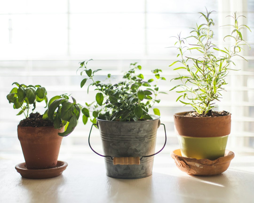 Indoor kruidentuin met herfstdecoraties.